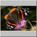 Vanessa atalanta - Admiral 04.jpg